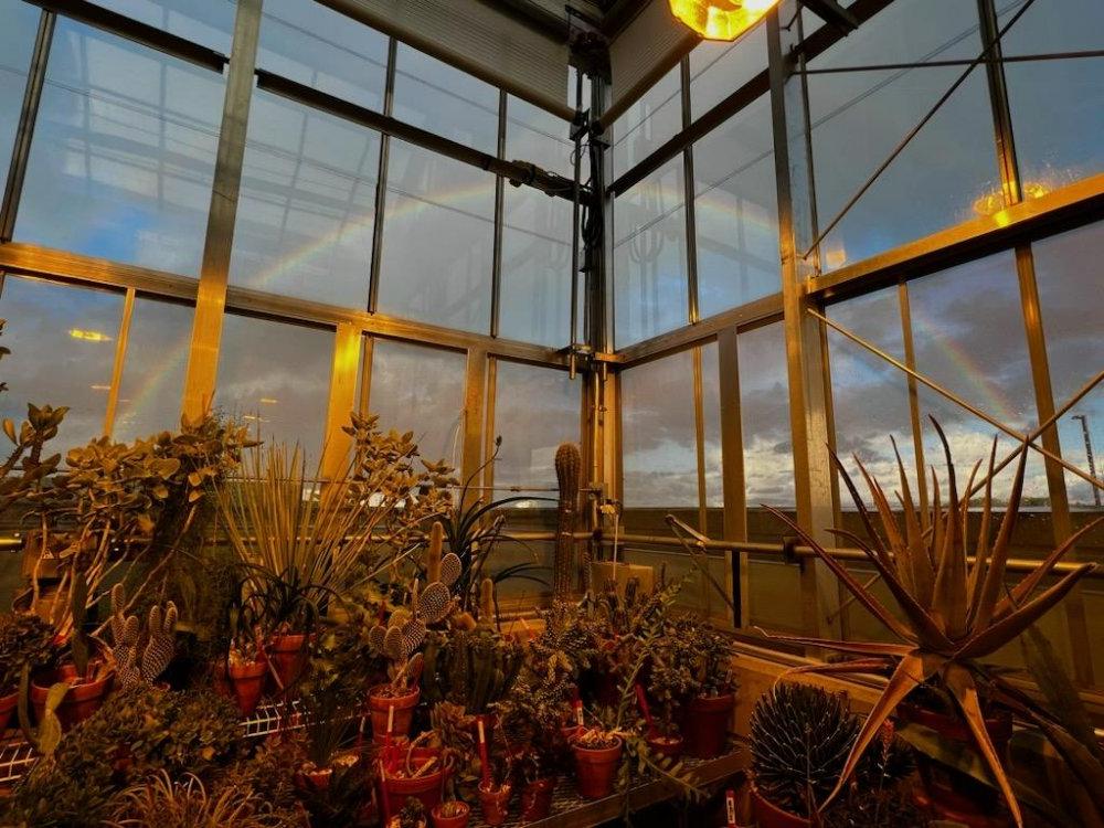 a rainbow seen through the glass of the arid house located in the Barbara Kindschi Greenhouse, GVSU